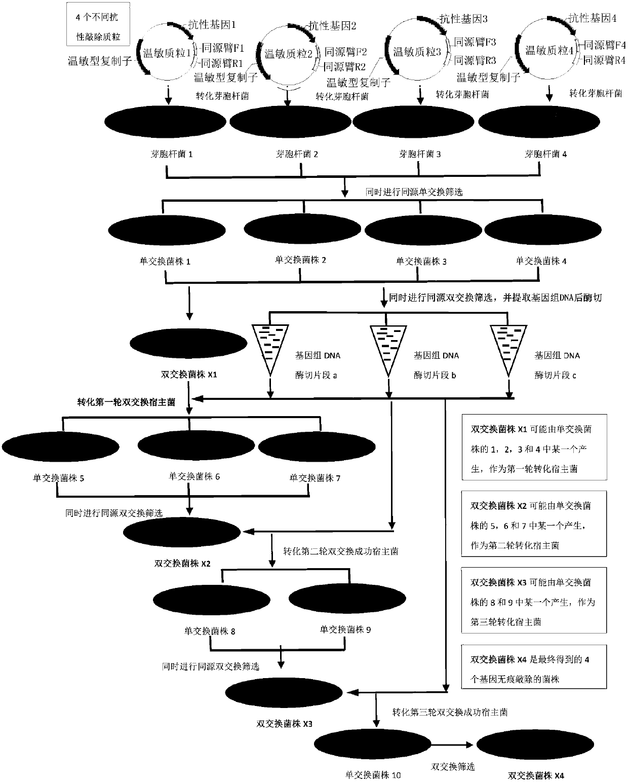 A kind of Bacillus multiple gene overlay knockout method