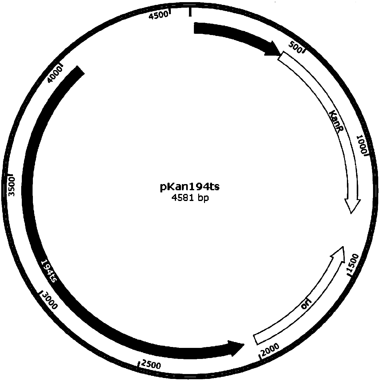 A kind of Bacillus multiple gene overlay knockout method