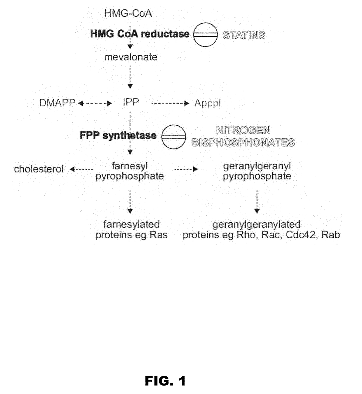 Gammadelta t cell expansion procedure