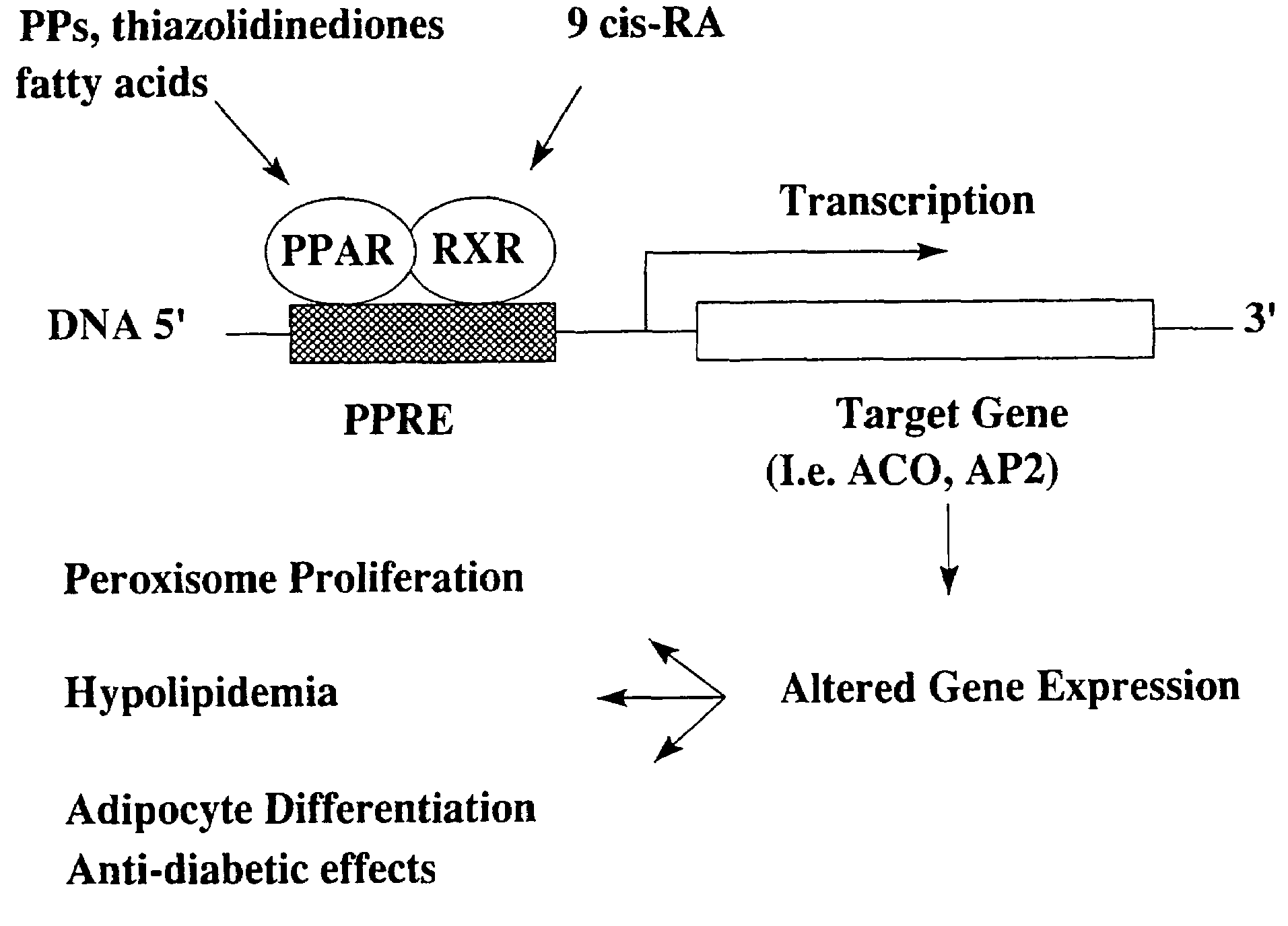 Methods and compositions for treating diabetes