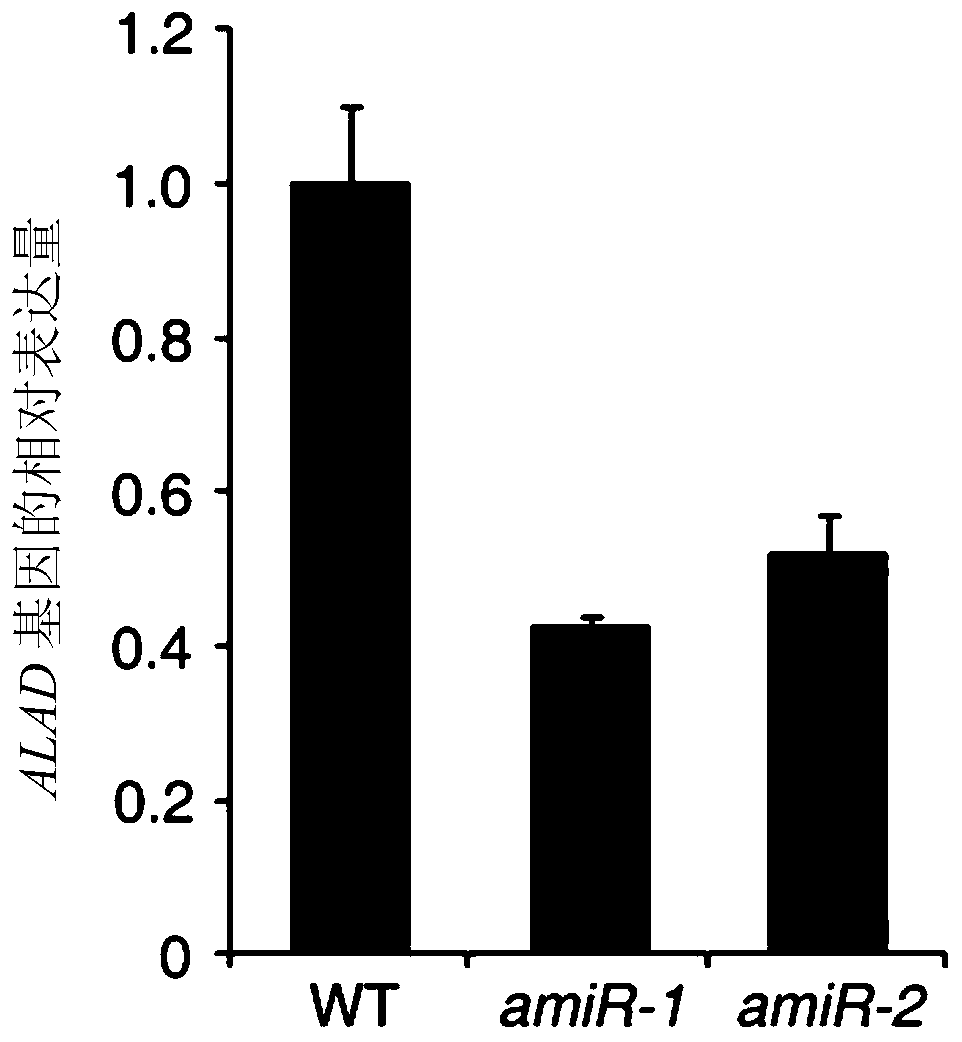 Chlorophyll synthesis related protein, coding gene and application thereof