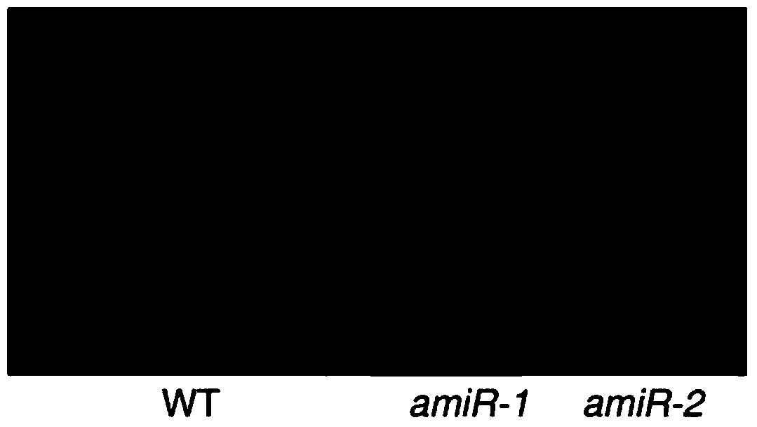 Chlorophyll synthesis related protein, coding gene and application thereof