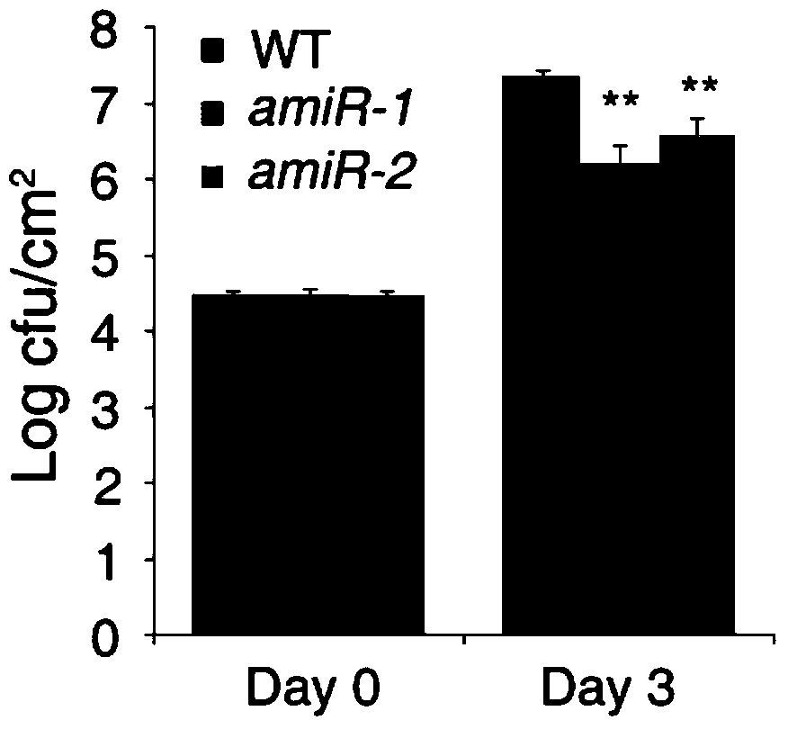 Chlorophyll synthesis related protein, coding gene and application thereof