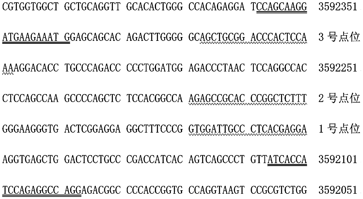 Human colorectal adenocarcinoma cell TRPV1 gene knockout cell strain and application