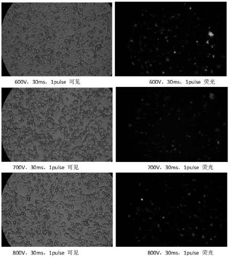 Human colorectal adenocarcinoma cell TRPV1 gene knockout cell strain and application