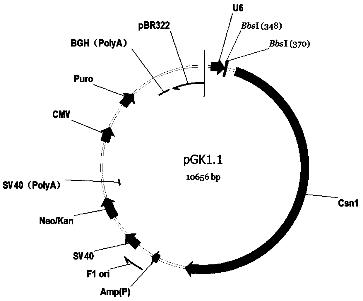 Human colorectal adenocarcinoma cell TRPV1 gene knockout cell strain and application