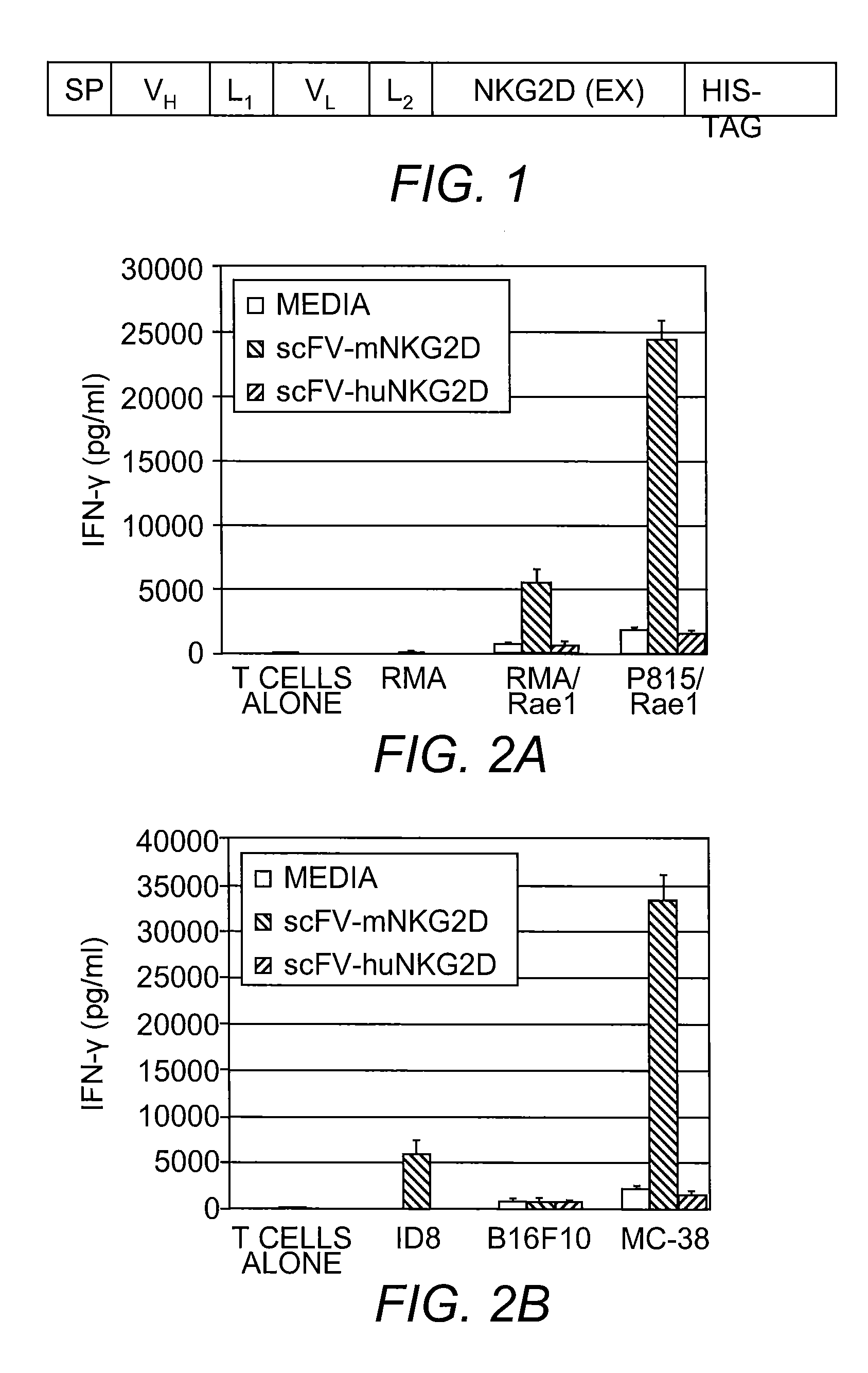 Monomeric Bi-Specific Fusion Protein