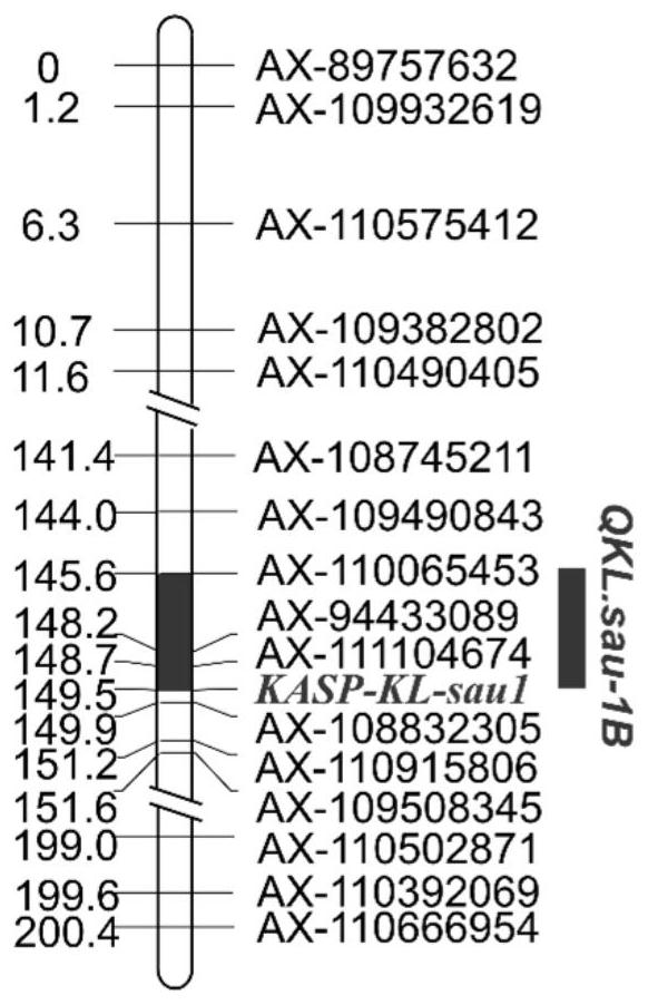 A SNP Molecular Marker Linked to Wheat Grain Length QTL and Its Application