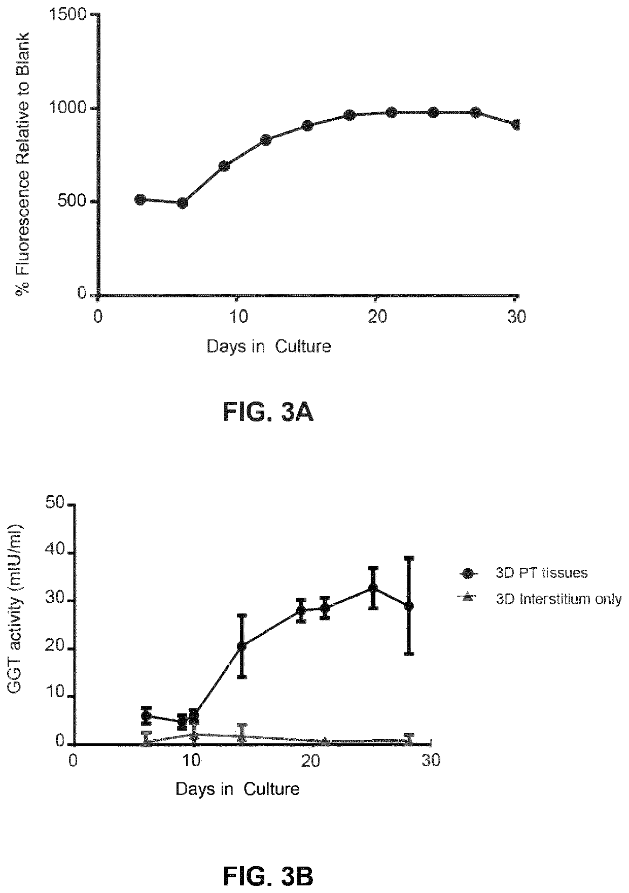 Use of engineered renal tissues in assays