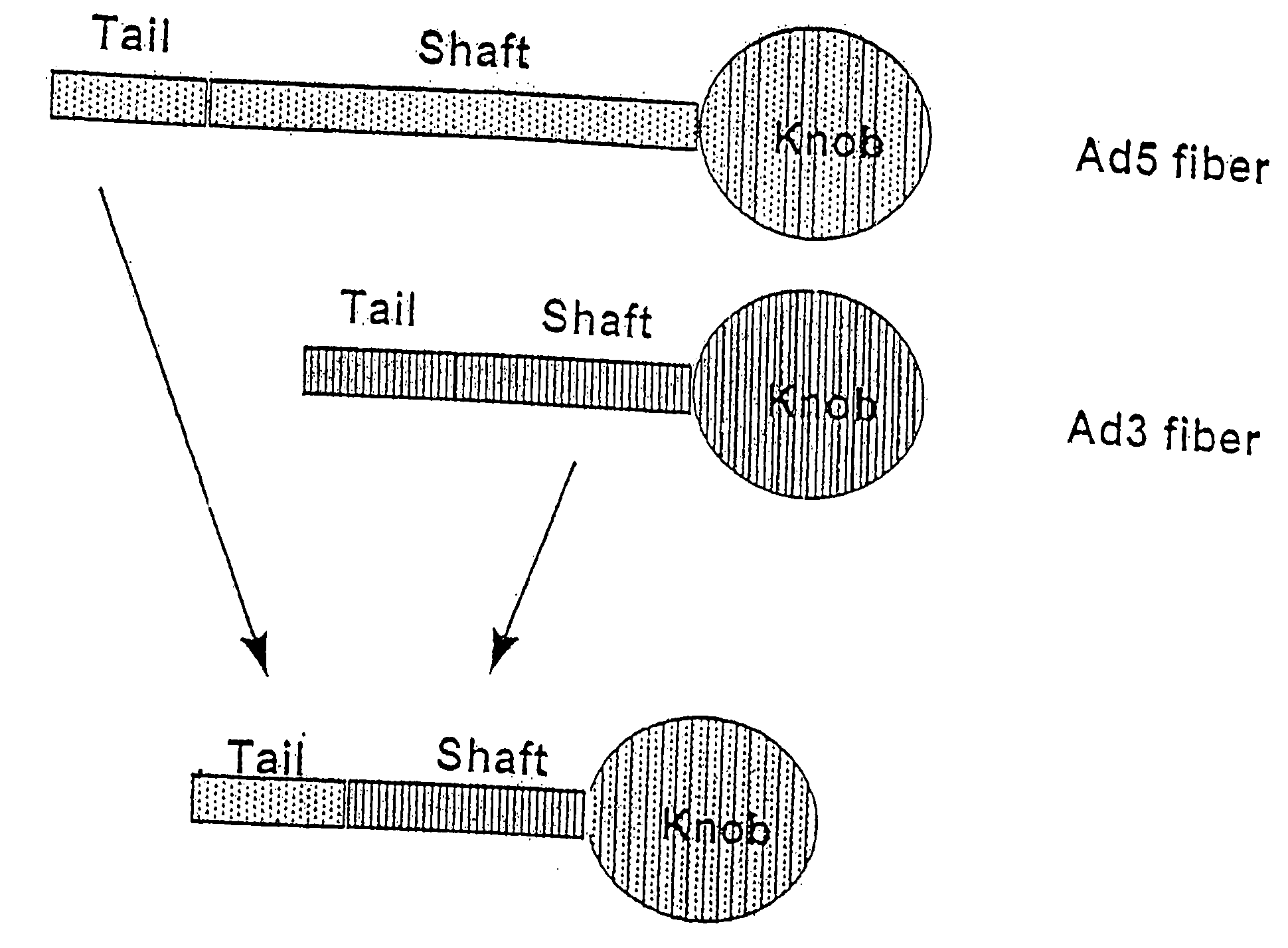 Targeted adenovirus vectors for delivery of heterologous genes