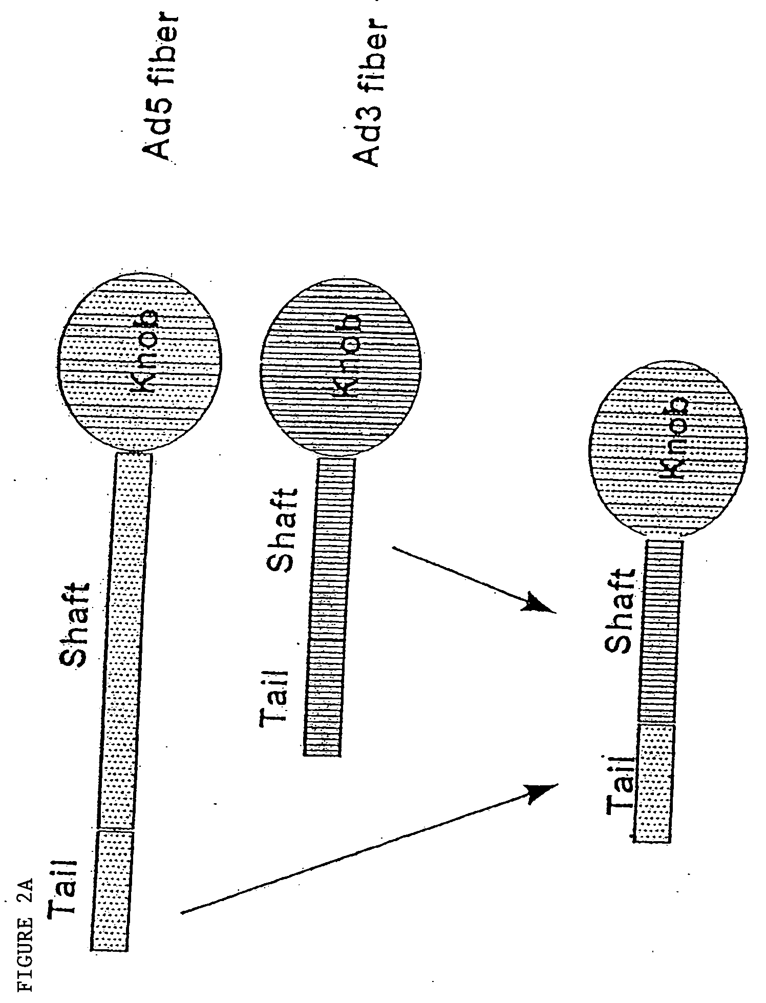 Targeted adenovirus vectors for delivery of heterologous genes