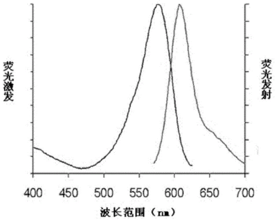 Fluorescent microsphere suitable for rapid immunology detection and preparation method thereof