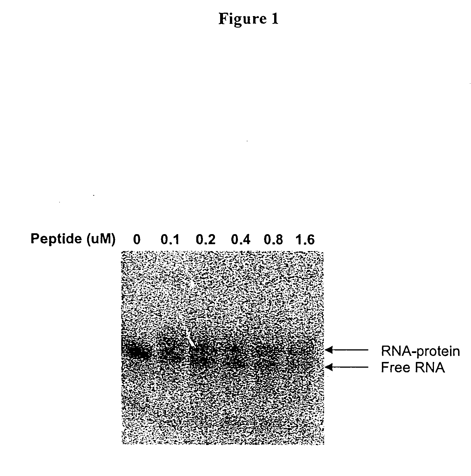 Methods for identifying small molecules that bind specific rna structural motifs