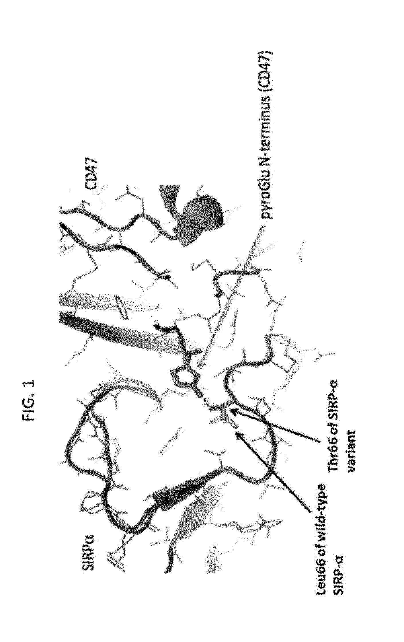 Sirp-alpha variant constructs and uses thereof