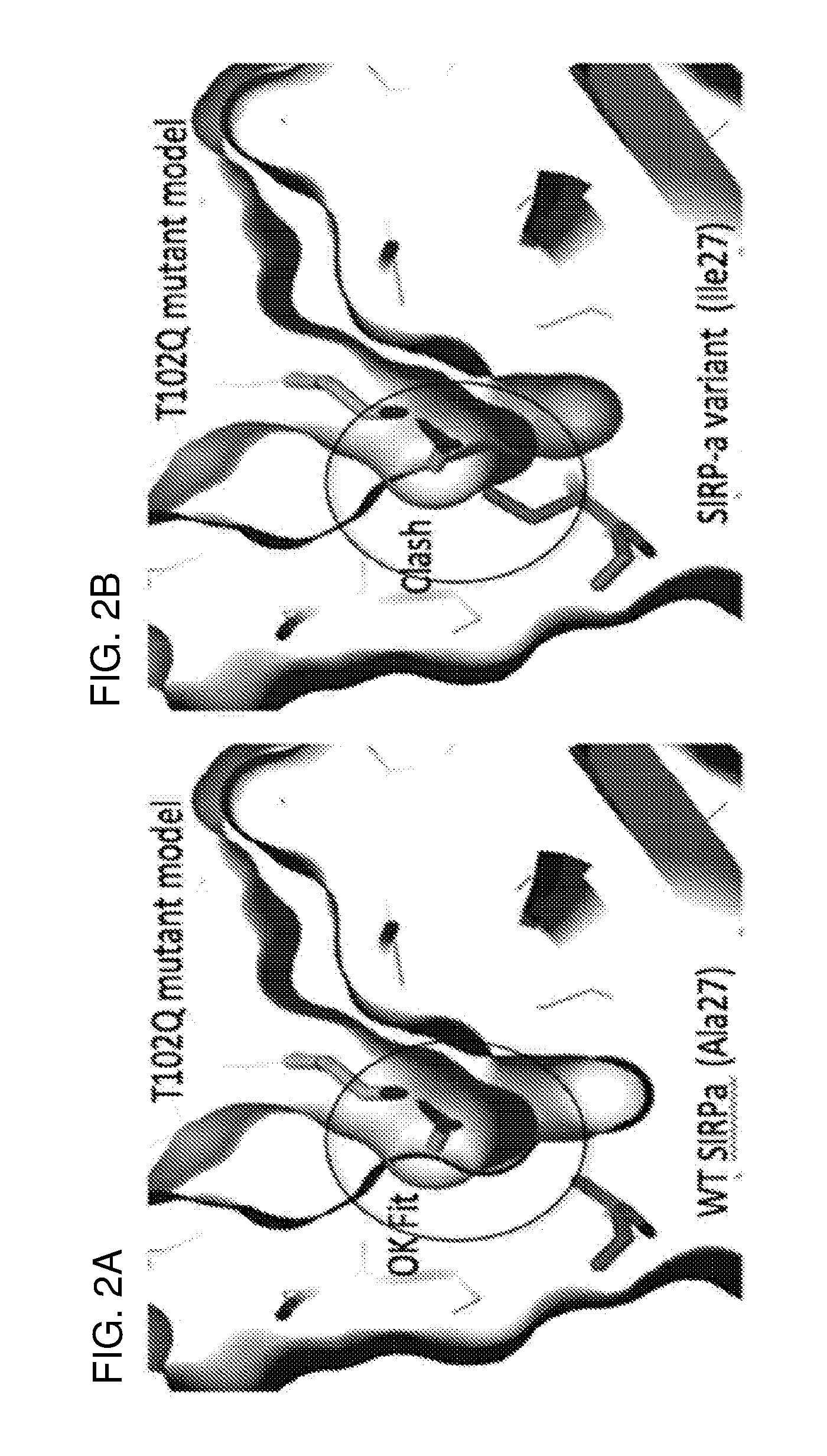 Sirp-alpha variant constructs and uses thereof