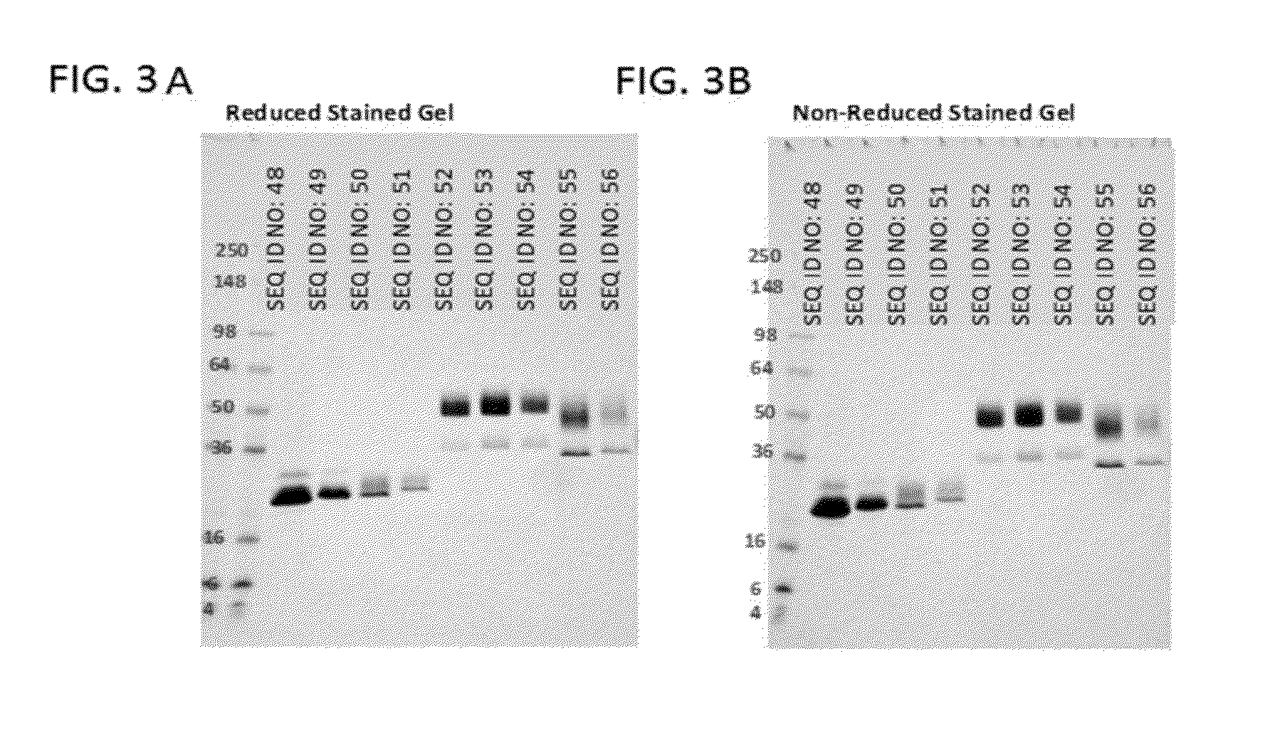 Sirp-alpha variant constructs and uses thereof