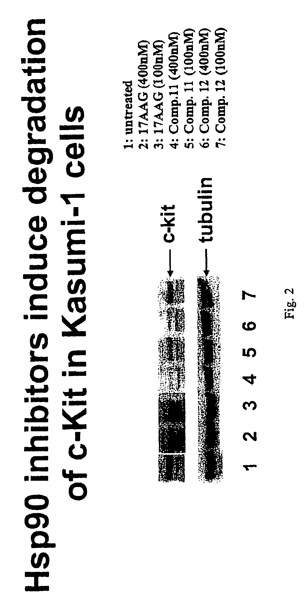 Triazole compounds that modulate HSP90 activity