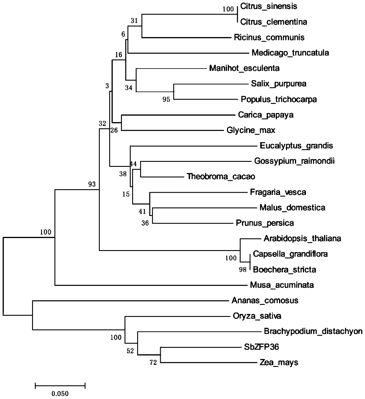 Sorghum C2H2 zinc finger protein gene SbZFP36 and recombinant vector and expression method thereof