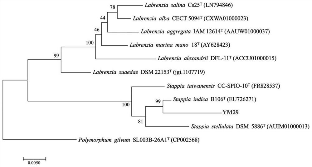 A kind of Staples strain and its application in the degradation of zearalenone