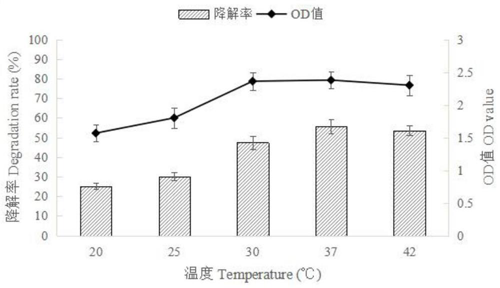 A kind of Staples strain and its application in the degradation of zearalenone