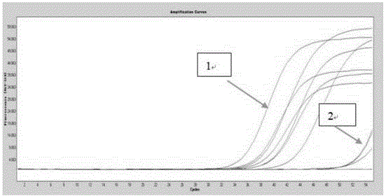 Gene mutation analysis judgment method based on real-time fluorescence quantification PCR (polymerase chain reaction) platform