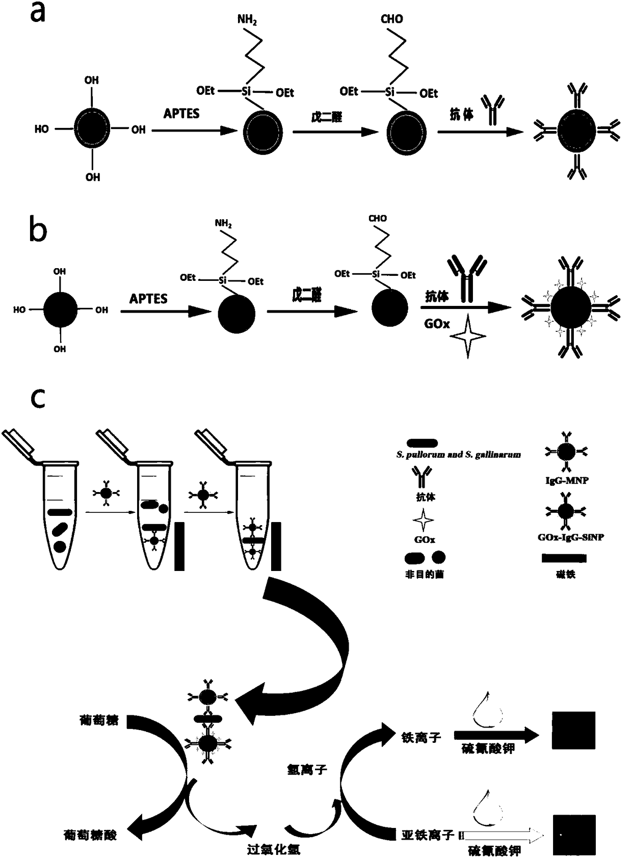 Non-diagnostic purpose method for quantitatively detecting Salmonella pullorum and Salmonella gallinarum