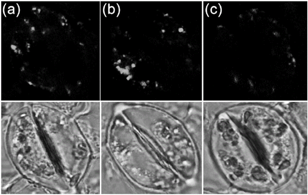 Fluorescent indicator detection method for concentration of free calcium ion in guard cell of tomato blade