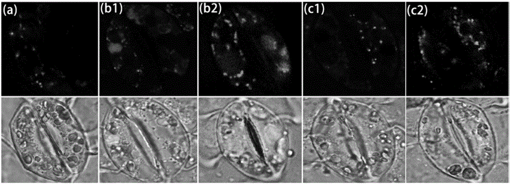 Fluorescent indicator detection method for concentration of free calcium ion in guard cell of tomato blade