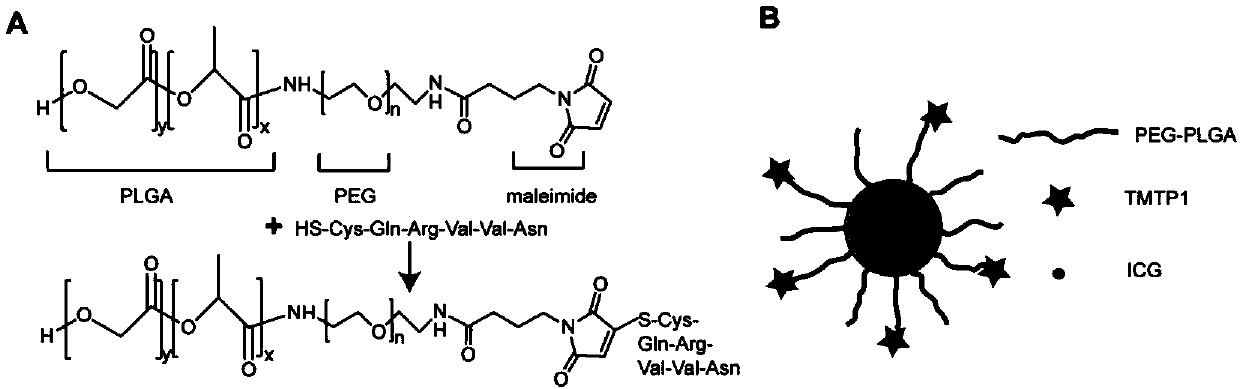 Preparation and application of nano-micelle imaging agent for cervical cancer sentinel node