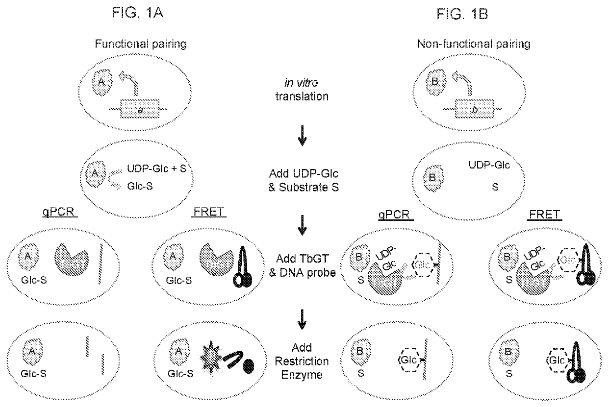 DNA-linked enzyme-coupled assays