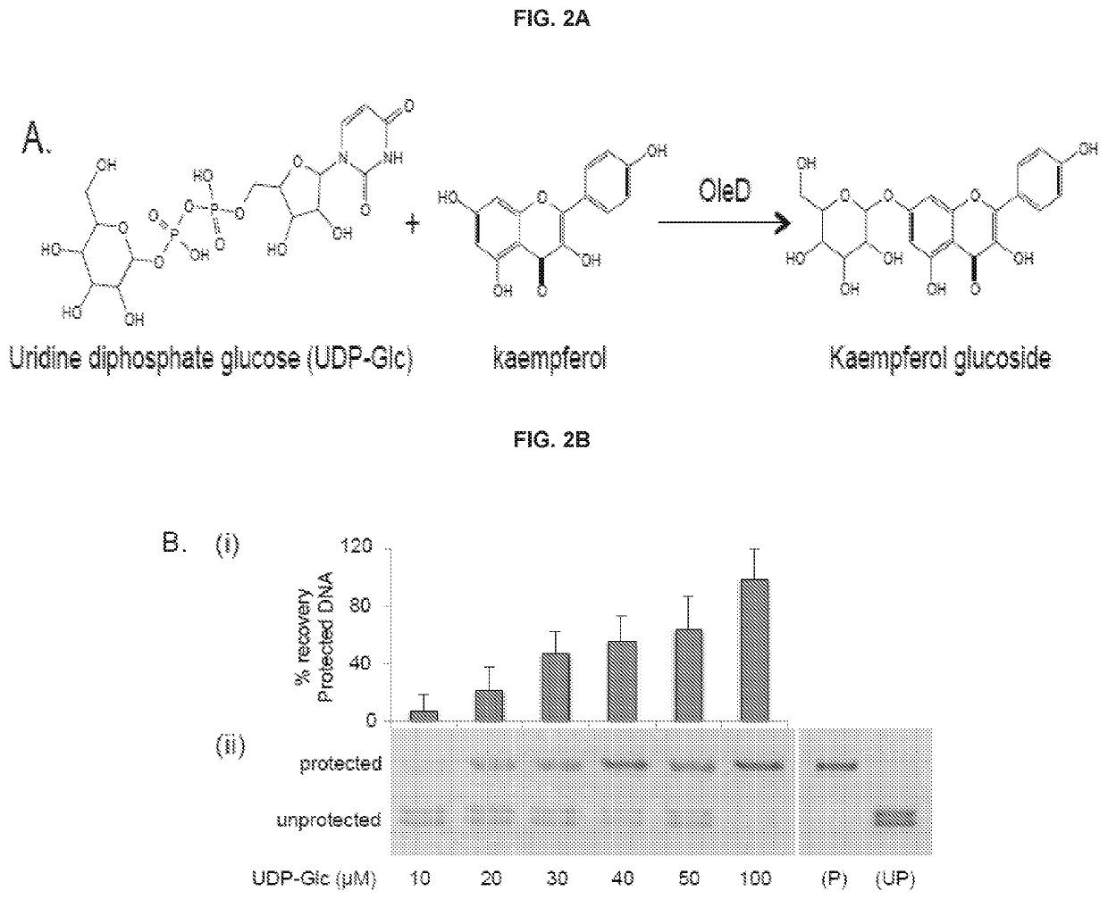 DNA-linked enzyme-coupled assays