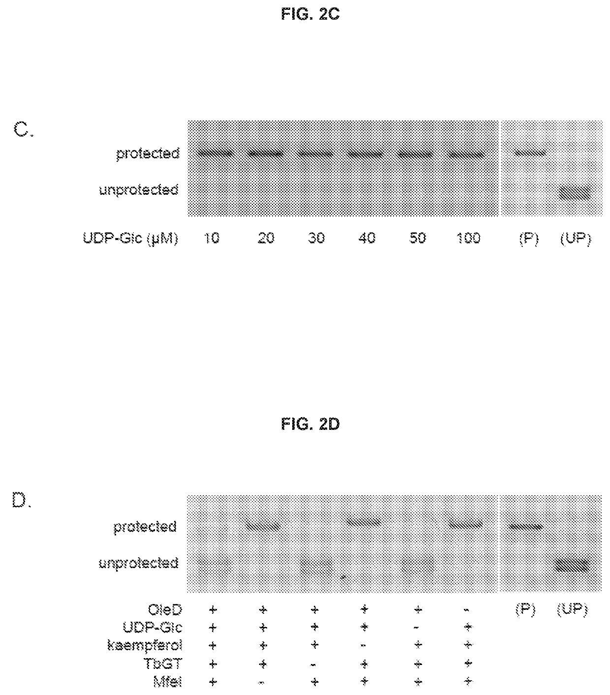 DNA-linked enzyme-coupled assays