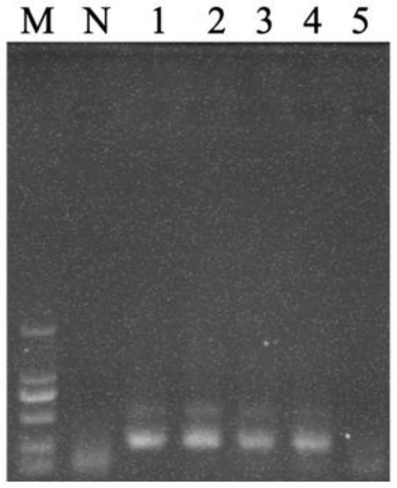 Primers, kits and methods for detecting Nocardia spp.