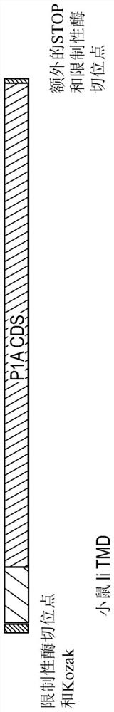 Viral vectors encoding cancer/testis antigens for use in a method of prevention or treatment of cancer