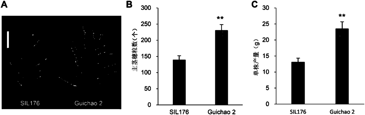 Applications of protein nog1 in regulation of yield and/or kernel number of plants