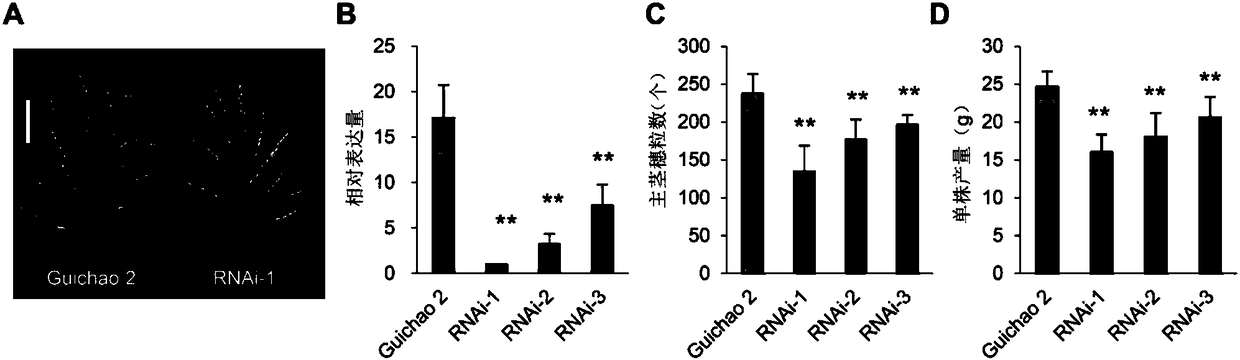 Applications of protein nog1 in regulation of yield and/or kernel number of plants