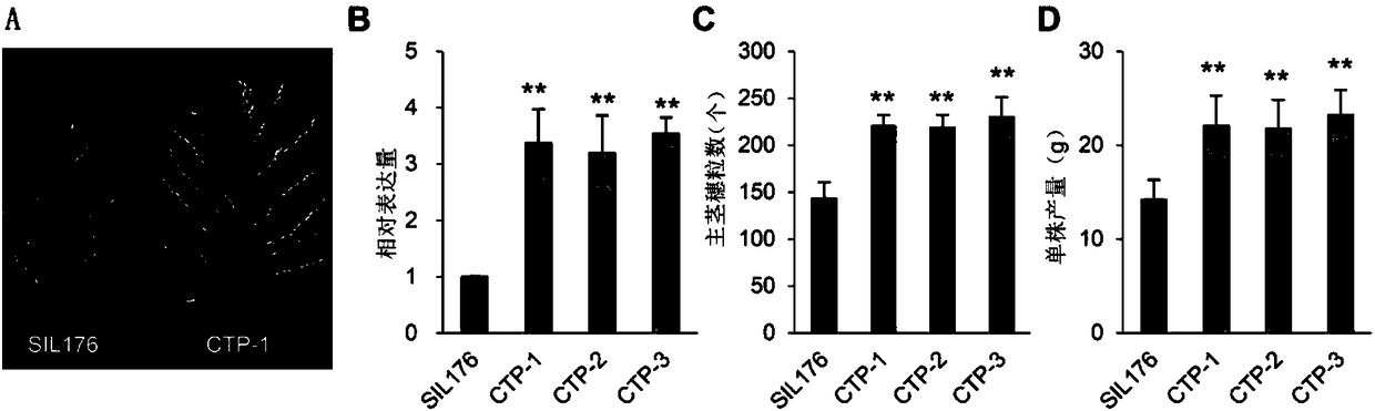 Applications of protein nog1 in regulation of yield and/or kernel number of plants