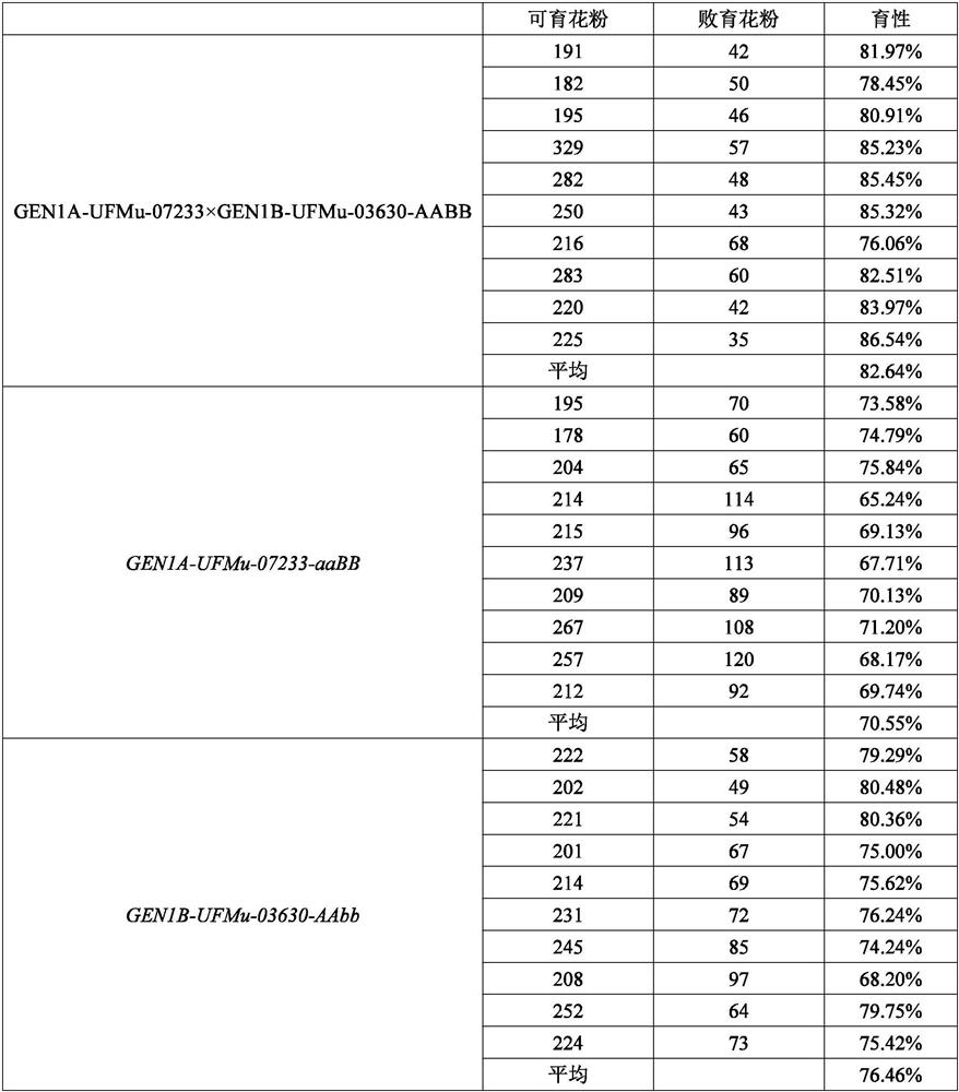 Application of protein GEN1 and related biological materials thereof in regulation and control of corn yield