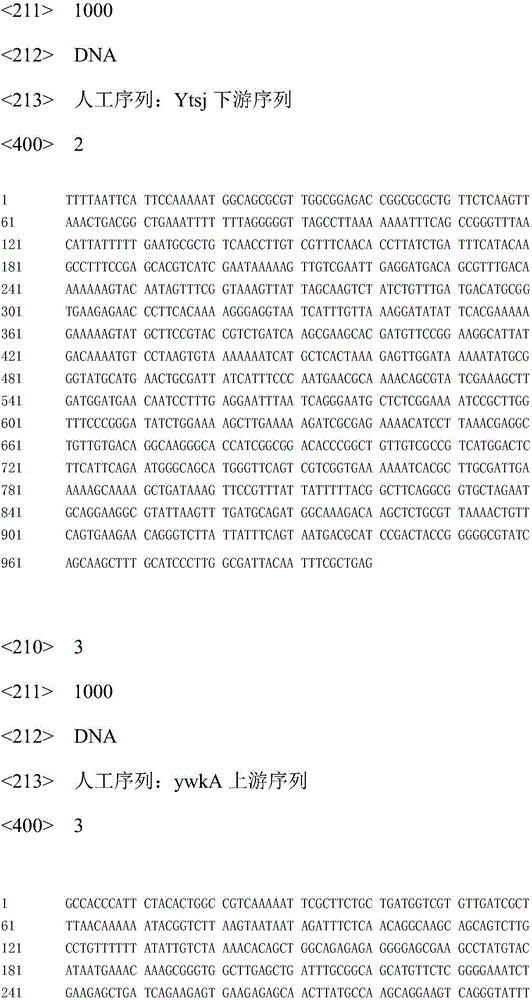 Recombinant bacillus subtilis for improving yield of acetylglucosamine and building method of recombinant bacillus subtilis