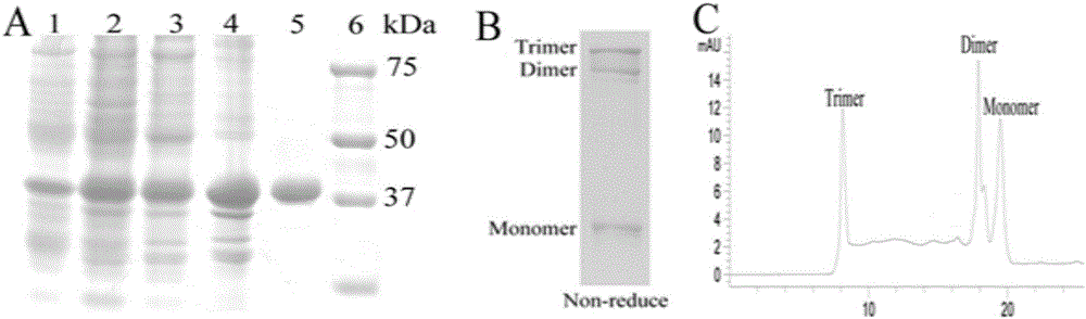 Fusion protein comprising tumor necrosis factor-related apoptosis-inducing ligand, preparation method of fusion protein, and nanoparticles formed by self-assembled fusion proteins