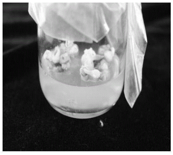 Rapid propagation method adopting induction of cotyledon somatic embryos of Chinese scholartree