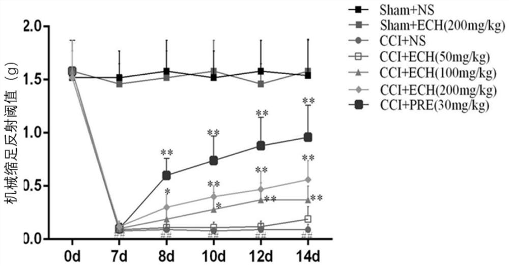 Application of echinacoside in preparation of medicine for treating neuropathic pain