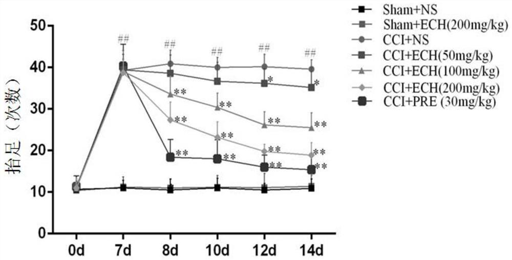 Application of echinacoside in preparation of medicine for treating neuropathic pain