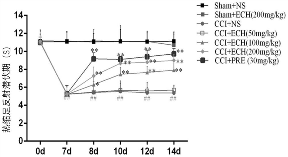 Application of echinacoside in preparation of medicine for treating neuropathic pain