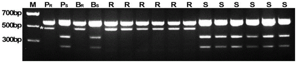 Molecular marker of wheat powdery mildew disease-resistant genes Pm51 and application of molecular marker