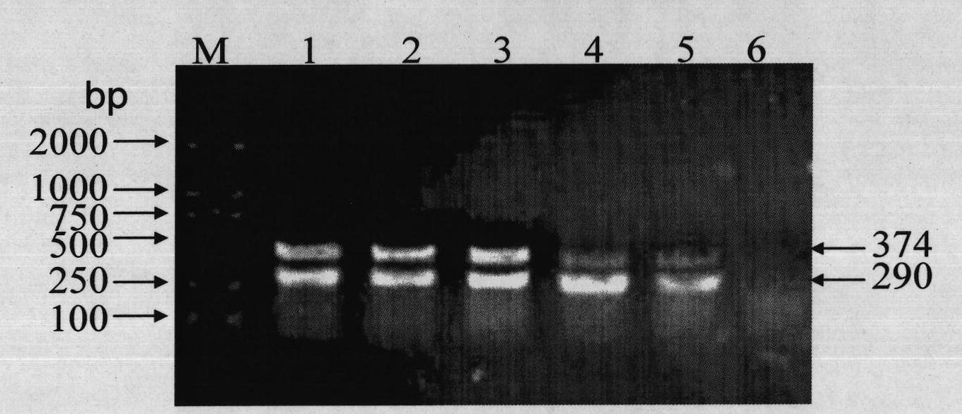 Double detection method of porcine reproductive and respiratory syndrome virus and bovine viral diarrhea virus from pig