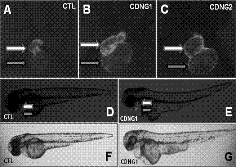 Myocardial small molecular compound for idiosyncratically promoting proliferation of myocardial cells and application thereof