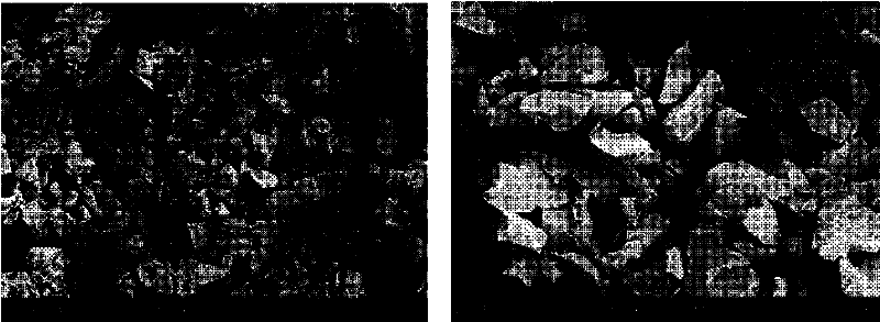 Method for optimizing crystalline form of silicate green fluorescent powder material