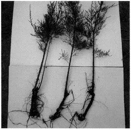 High-efficiency parasitic method of cistanche tubulosa