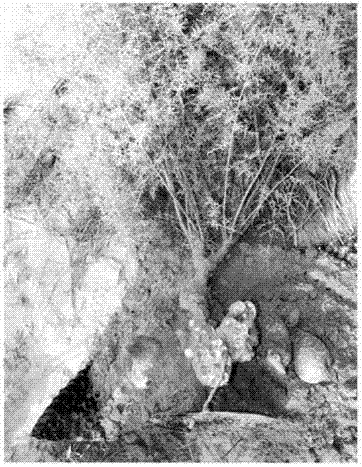 High-efficiency parasitic method of cistanche tubulosa